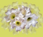 Beaumontia grandiflora 'Easter Lily Vine'