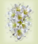 Lilium longiflorum, 'Easter lily'