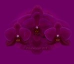Phalaenopsis orchid