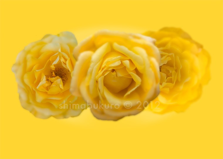 Floribunda Rose 'Julia Child'