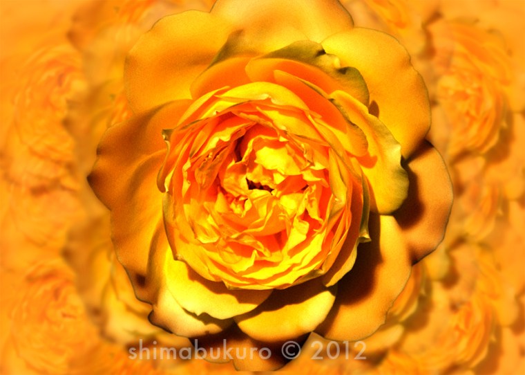 Floribunda 'Yellowstone'