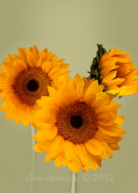 Sunflower 'St. James' Helianthus annus