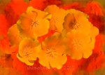 Eschscholzia californica ‘California Poppy’