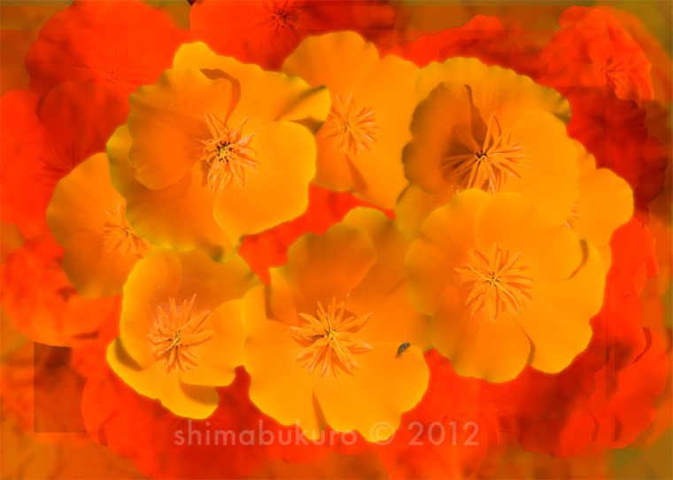 Eschscholzia californica ‘California Poppy’